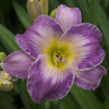 Hemerocallis Moroccan Sunrise