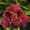 Hemerocallis Night Embers