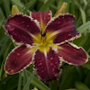 Hemerocallis Nina Verhaert