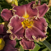 Hemerocallis Out of This World