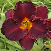 Hemerocallis Paint the Town Red