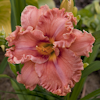 Hemerocallis Renie`s Delight