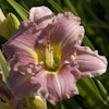 Hemerocallis Romantic Rose