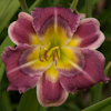 Hemerocallis Rosabelle van Valkenburgh