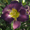 Hemerocallis Royal Prestige