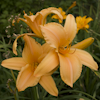 Hemerocallis Ruffled Apricot