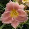 Hemerocallis Seal of Approval