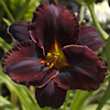 Hemerocallis Serena Dark Hors