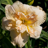 Hemerocallis Shnikel Frits