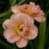 Hemerocallis Siloam Double Classic