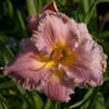 Hemerocallis Sister of Praise