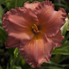 Hemerocallis Smoky Mountain Autumn