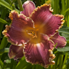 Hemerocallis Spacecoast Royal Ransom