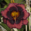 Hemerocallis Spacecoast Technical Knockout