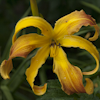 Hemerocallis Spindazzle