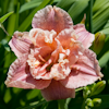 Hemerocallis Spotted Fever