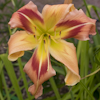 Hemerocallis Square Dancers Curtsy