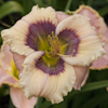 Hemerocallis Static