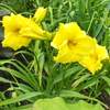 Hemerocallis Stella De Oro