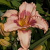 Hemerocallis Strawberry Fields Forever