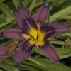 Hemerocallis Trahlyta