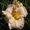 Hemerocallis Victorian Lace