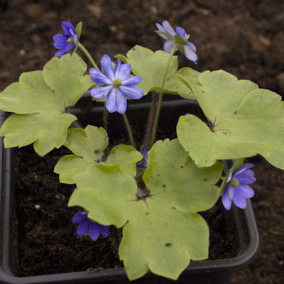 Hepatica Millstrem Merlin