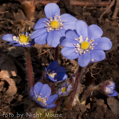 Hepatica Nobilis