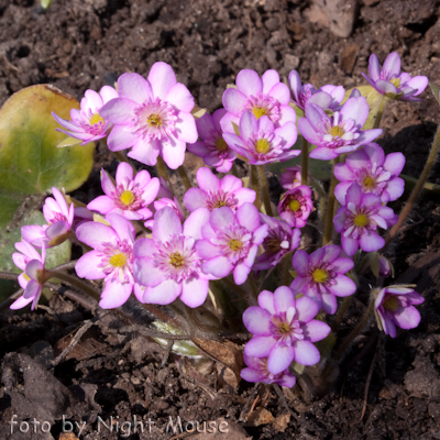 Hepatica Pink Forest