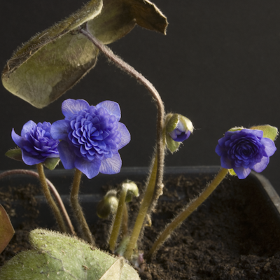 Hepatica Plena Typ Tschechei