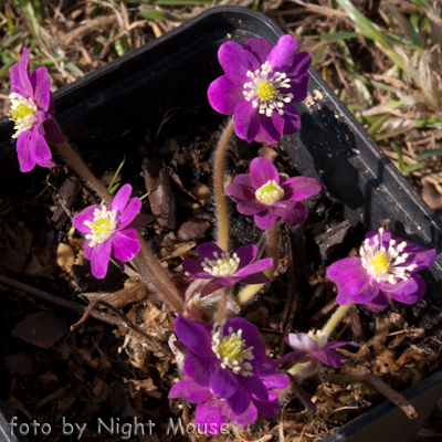 Hepatica Purple Forest