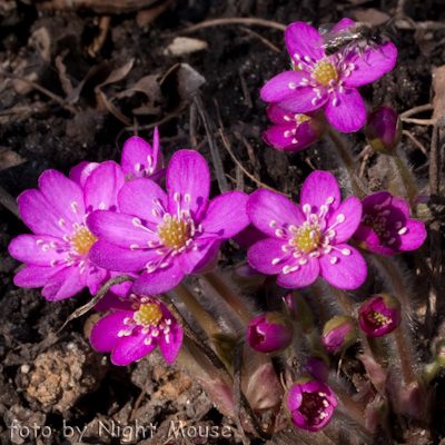 Hepatica Red Forest