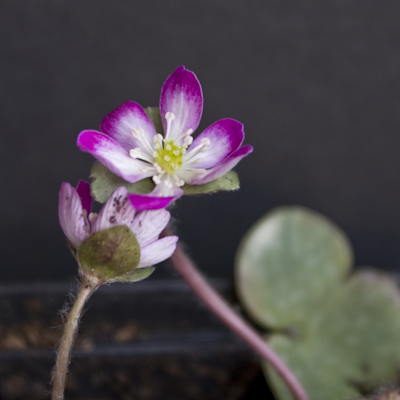 Hepatica Rot