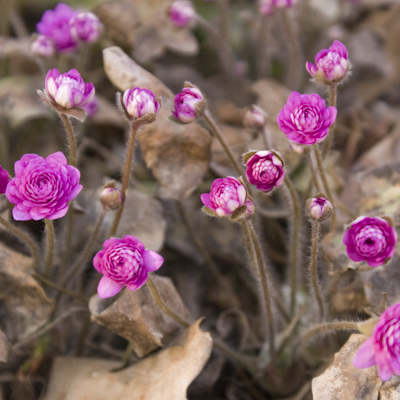 Hepatica Rubra Plena