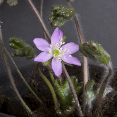 Hepatica Silver Raffels