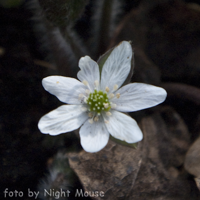 Hepatica White Forest