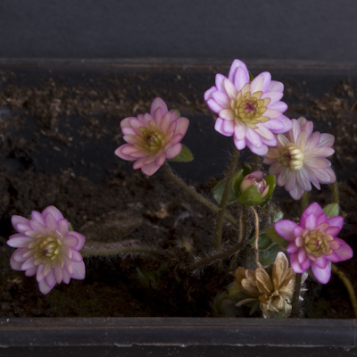 Hepatica Yuzuru