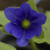 Hepatica Millstrem Merlin