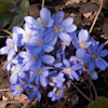 Hepatica Nobilis