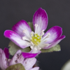 Hepatica Rot