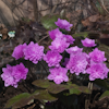 Hepatica Rubra Plena