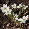 Hepatica White Forest