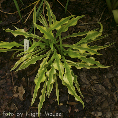 Hosta Alakazaam