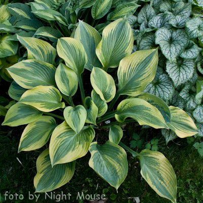 Hosta Alex Summers