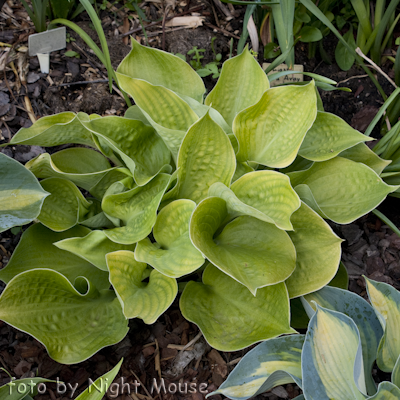 Hosta Aliyah`s Grace