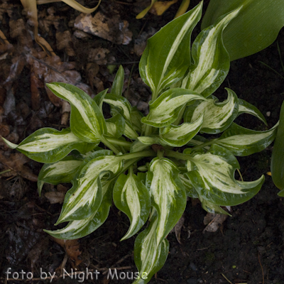 Hosta Allegan Fog