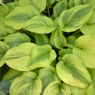 Hosta Alvatine Taylor