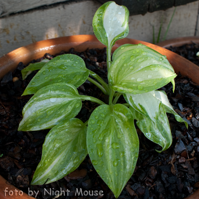 Hosta Athena