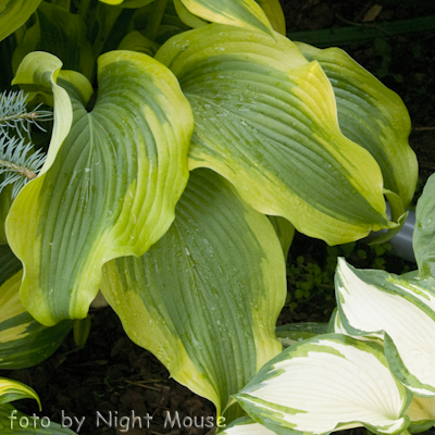 Hosta Atlantis