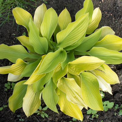 Hosta August Moon